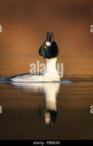 Schellenten (Bucephala Clangula), männliche in Wasser, Balz, mittlere Elbe-Biosphärenreservat, Sachsen-Anhalt, Deutschland Stockfoto