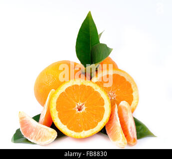 Orangen geerntet im Bio-Anbau auf weißem Hintergrund fotografiert Stockfoto