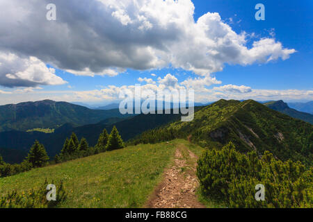 Panorama vom italienischen Alpen, Kiefern Mugo entlang einem Bergpfad trekking Stockfoto