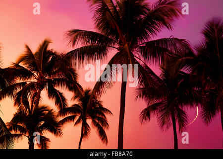 Niedrigen Winkel Blick auf Palmen Silhouette gegen den Himmel bei Sonnenuntergang Stockfoto