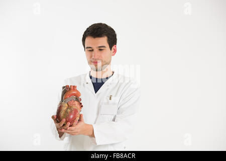 jungen männlicher Arzt arbeitet mit Modell des menschlichen Herzens Stockfoto