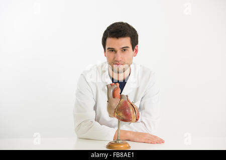 jungen männlicher Arzt arbeitet mit Modell des menschlichen Herzens Stockfoto