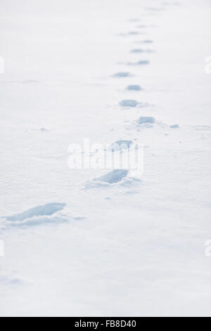 Winter-Szene mit frischen Spuren im Tiefschnee Stockfoto