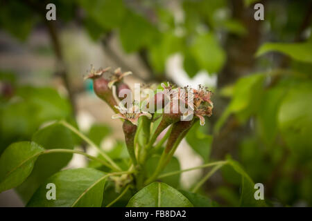 Conference Birne Blumen beginnen zu Form suesse auf Baum. Pyrus Communis Rosengewächse, UK Stockfoto