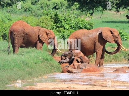Elefanten in ein Schlammbad suhlen Stockfoto