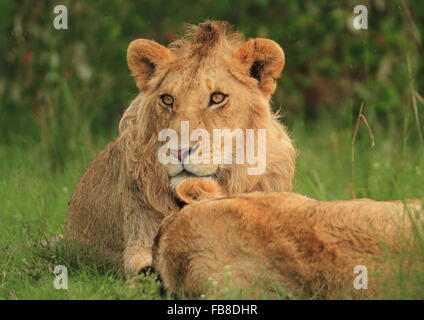 Jugendlichen männlichen Löwen mit seiner Familie entspannend Stockfoto