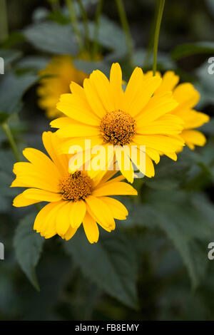 Heliopsis Helianthoides var Scabra Blumen. Stockfoto