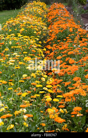 Calendula Officinalis. Englische Ringelblumen. Stockfoto