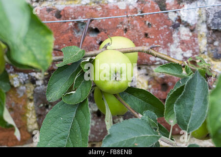 Malus Domestica. Apple Warner König ausgebildet gegen eine Wand. Stockfoto