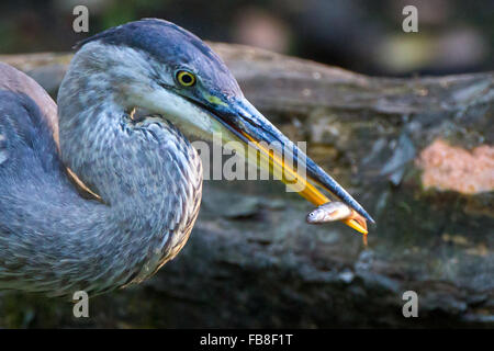 Great Blue Heron mit Fathead Elritze Stockfoto