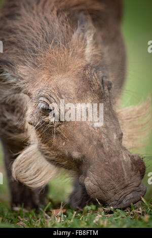 Warzenschwein Weiden auf Rasen Stockfoto