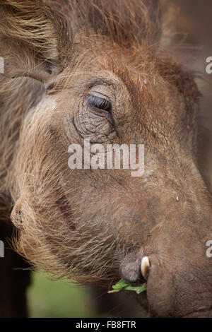 Warzenschwein Weiden auf Rasen Stockfoto