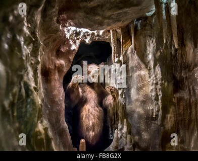 Ein Ausgestopfter Europäischen grizzly Bären in einer Höhle im Museum, Buxton, Derbyshire, UK dargestellt. Stockfoto