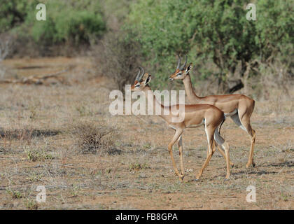 Gerenuk (Litocranius Walleri) paar in Samburu Reserve Kenia Stockfoto