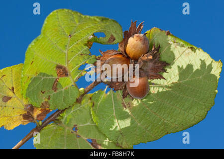 Hazel, Nuss, Obst, Maiskolben, Haselnuss, Gewöhnliche Hasel, Haselnuß, Haselnuss, Früchte, Nuß, Nuss, Nüsse, Corylus Avellana, Coudrier Stockfoto