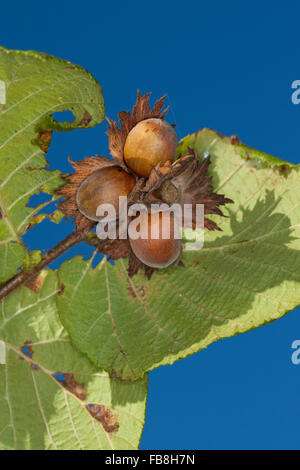 Hazel, Nuss, Obst, Maiskolben, Haselnuss, Gewöhnliche Hasel, Haselnuß, Haselnuss, Früchte, Nuß, Nuss, Nüsse, Corylus Avellana, Coudrier Stockfoto