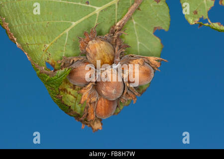 Hazel, Nuss, Obst, Maiskolben, Haselnuss, Gewöhnliche Hasel, Haselnuß, Haselnuss, Früchte, Nuß, Nuss, Nüsse, Corylus Avellana, Coudrier Stockfoto