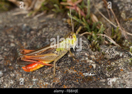 Streifen, die geflügelte Heuschrecke, gefüttert Heuschrecke, Männlich, Heide-Grashüpfer, Heidegrashüpfer, Männchen, Stenobothrus Lineatus Stockfoto