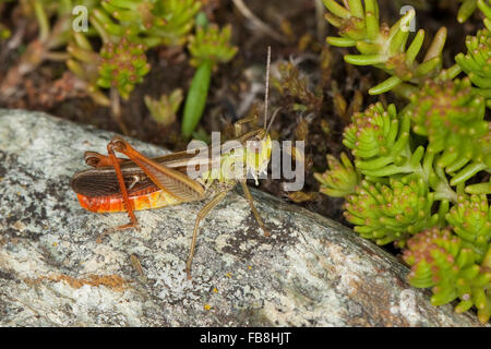 Streifen, die geflügelte Heuschrecke, gefüttert Heuschrecke, Männlich, Heide-Grashüpfer, Heidegrashüpfer, Männchen, Stenobothrus Lineatus Stockfoto