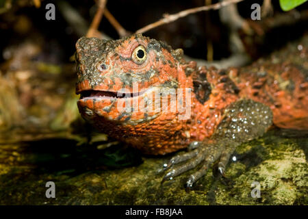 Chinesische Xenosaur, chinesische Krokodil Eidechse, Krokodilschwanz-Höckerechse, Krokodilschwanz - Höckerechse Shinisaurus crocodilurus Stockfoto