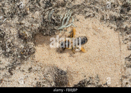 Haarig-beinigen Biene, Weiblich, Raufüßige Hosenbiene, Bürstenbiene, Weib, Dasypoda Hirtipes, Dasypoda Plumipes Dasypoda Altercator Stockfoto