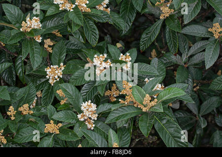 Japanische Mispel, Japanische Pflaume, chinesische Pflaume, Mispel, japanischen Wollmispel, Loquat, Eriobotrya Japonica, canescens Japonica Stockfoto