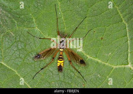 Crane Fly, Schnake, Männlich, Bunte Kammschnake, Männchen Mit Kammartigen Fühlern, Ctenophora Ornata Ornata Cnemoncosis Stockfoto