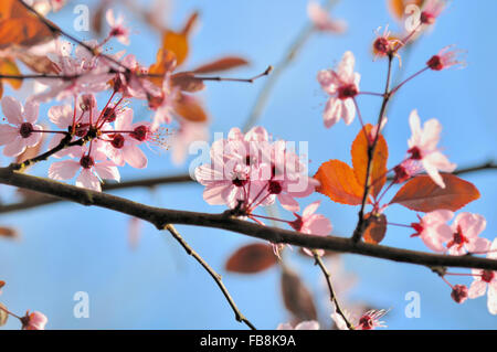 schöne Frühlingsblumen auf Zweigen von Prunus unter blauem Himmel Stockfoto