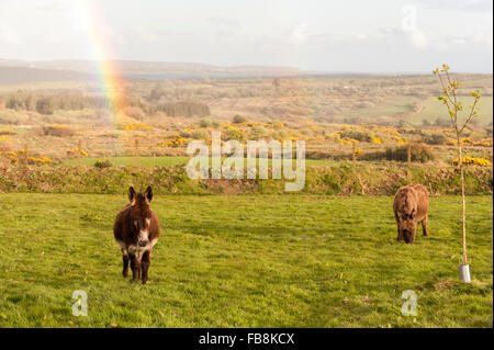 Zwei Esel grasen in einem Feld mit einem Regenbogen hinter ihnen in Ballydehob, West Cork, Irland. Stockfoto