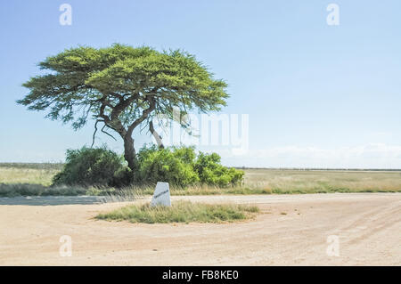 Ein Camelthorn Baum, Acacia Erioloba, an der Charitsaub Wasserstelle im Etosha National Park Stockfoto