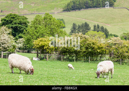Schafe in einem Feld im Sommer, Alfreton, Derbyshire, Peak District, England, Großbritannien Stockfoto