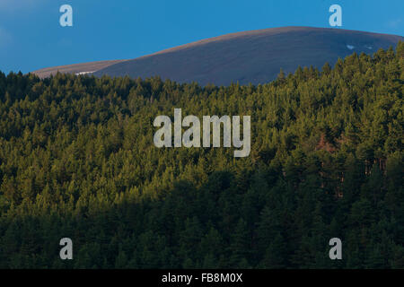 Alpinen Wald in Pyrenäen Weg zum Cap del Rec in Cerdanya Region Katalonien. Stockfoto