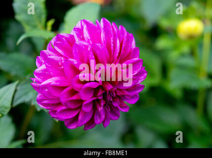 Rote Dahlien in The Butchart gardens Stockfoto