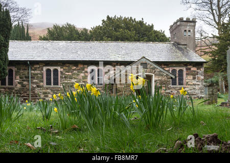 Narzissen St. Johannes Kirche, St. Johns in Vale, Lake District, Cumbria UK Stockfoto