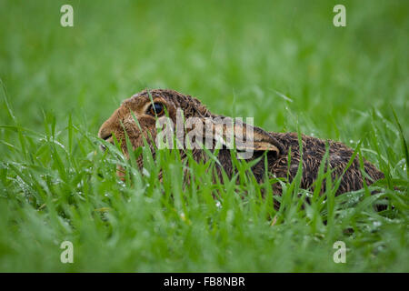 Brauner Hase, saß in einem Winter-Weizen-Feld in das Gießen regen (Lepus Capensis) - UK Stockfoto