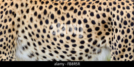 Nahaufnahme der echten Haut eines Geparden Stockfoto