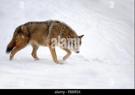 Schöne wilde grauer Wolf im winter Stockfoto