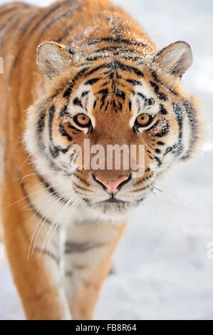 Schönen wilden sibirischen Tiger im Schnee Stockfoto