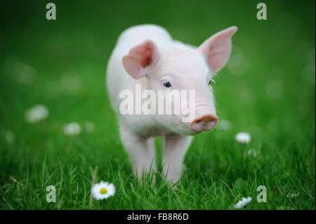 Ferkel auf Frühlingsgrün Rasen auf einem Bauernhof Stockfoto