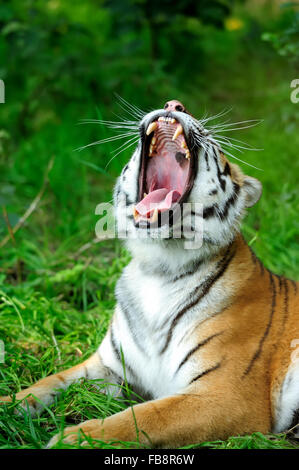 Amur-Tiger auf einer Wiese im Sommertag Stockfoto
