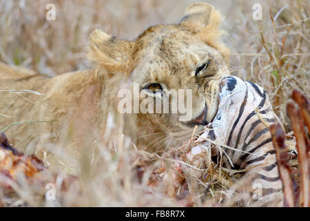 Löwe, ein Zebra, Nationalpark in Kenia, Afrika Essen Stockfoto