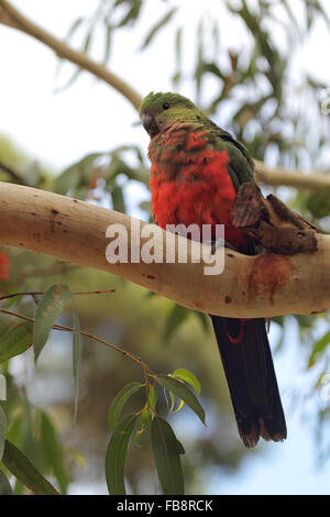 Juvenile Australian King Parrot (Alisterus Scapularis) sitzt auf einem Ast in Kennett River an der Great Ocean Road, Victoria, A Stockfoto