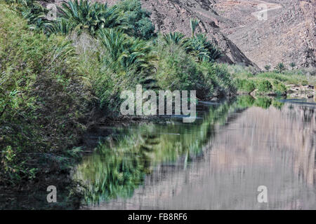 Palmen und Bäumen entlang eines Flusses mit Spiegelungen im Wasser. Stockfoto