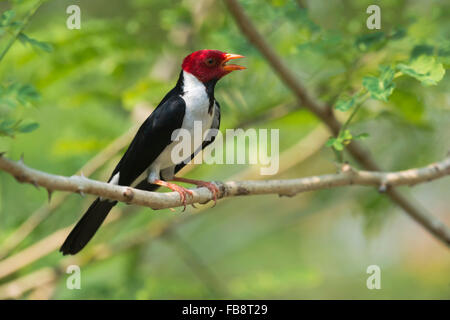 Männliche Yellow billed Kardinal (Paroaria Capitata), Pantanal, Mato Grosso, Brasilien Stockfoto