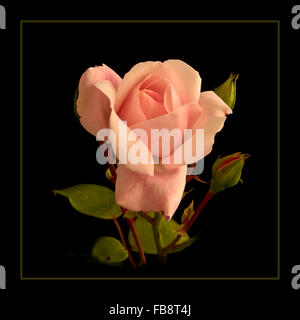 Rose New Dawn Stockfoto