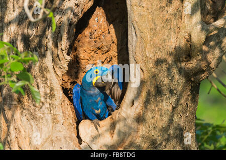 Hyazinth-Ara (Anodorhynchus Hyacinthinus) in seinem Nest Baum, Pantanal, Mato Grosso, Brasilien Stockfoto