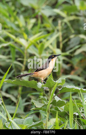 Schwarz-capped Donacobius (Donacobius Atricapilla), Pantanal, Mato Grosso, Brasilien Stockfoto