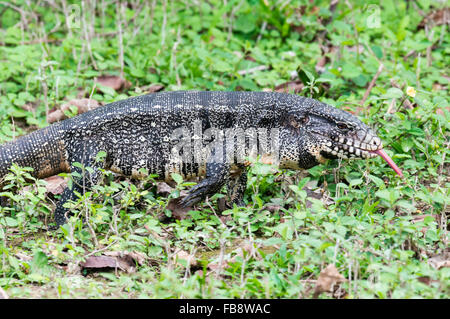 Black &amp; White Teju, Tupinambis Merianae), Pantanal, Brasilien Stockfoto