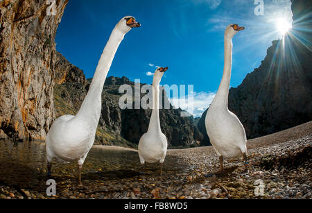 Close up of three mute swans. Stockfoto