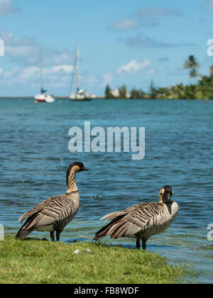 Nene Gänse am Strand von Hawaii Stockfoto